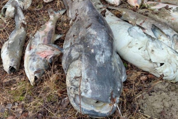 Fischsterben in der Lobau