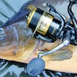 Freilauf Rolle Karpfen