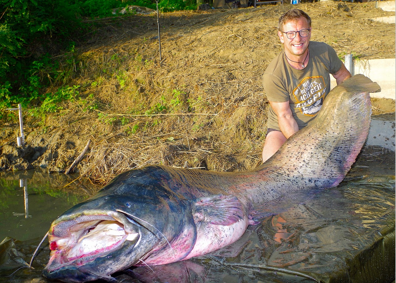 Wels, 243 cm, André Brenner