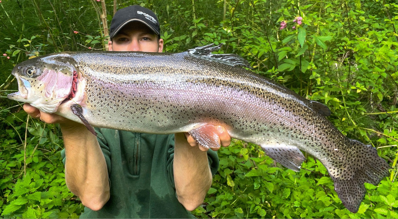 Regenbogenforelle, 78 cm, Benedikt Haban
