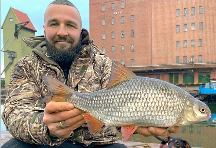 Rotauge, 45 cm, André Griesberg