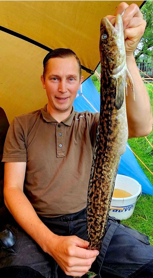 Quappe, 70 cm, Dennis Warfsmann-Wolken