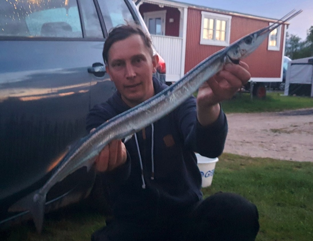 Hornhecht, 80 cm, Dennis Warfsmann-Wolken