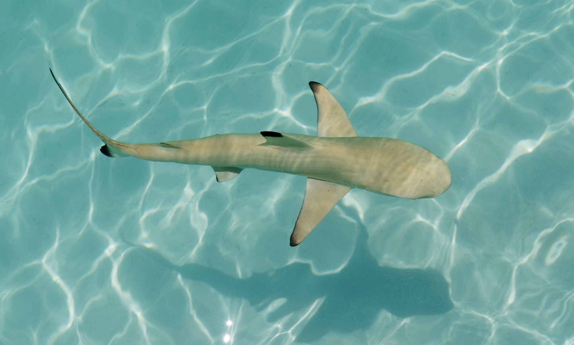 Schwarzspitzen Riffhai