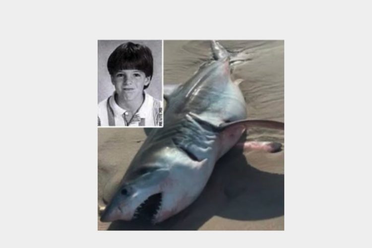 Bullenhai Attacke Arm