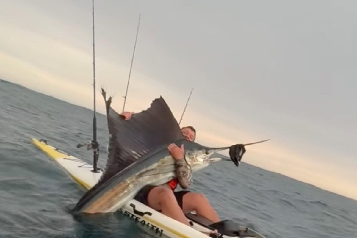 Epischer Drill: Segelfisch vom Kajak