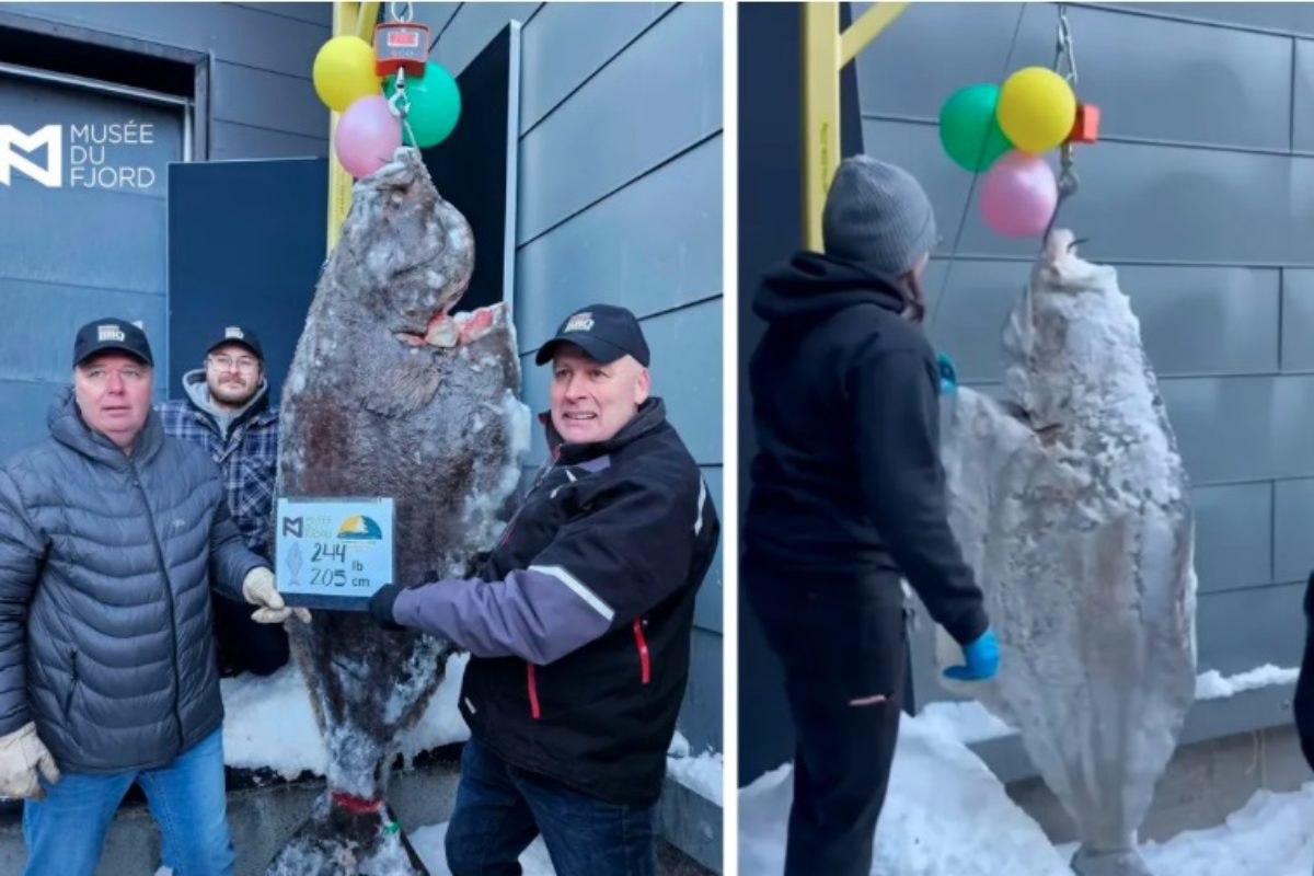 Atlantischer Heilbutt: Rekordfang vom Eis