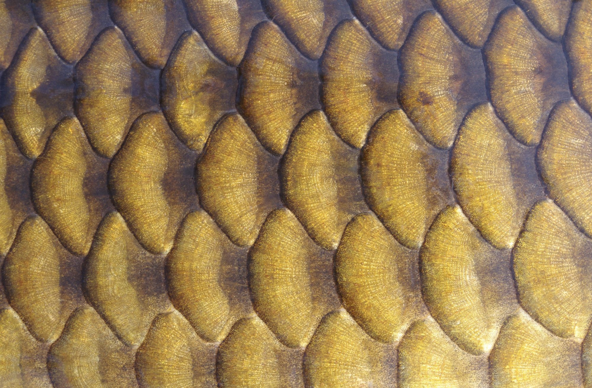 Carp Scales