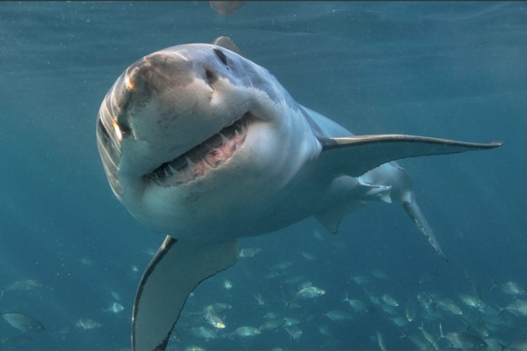 Weiße Haie Geisterpopulation