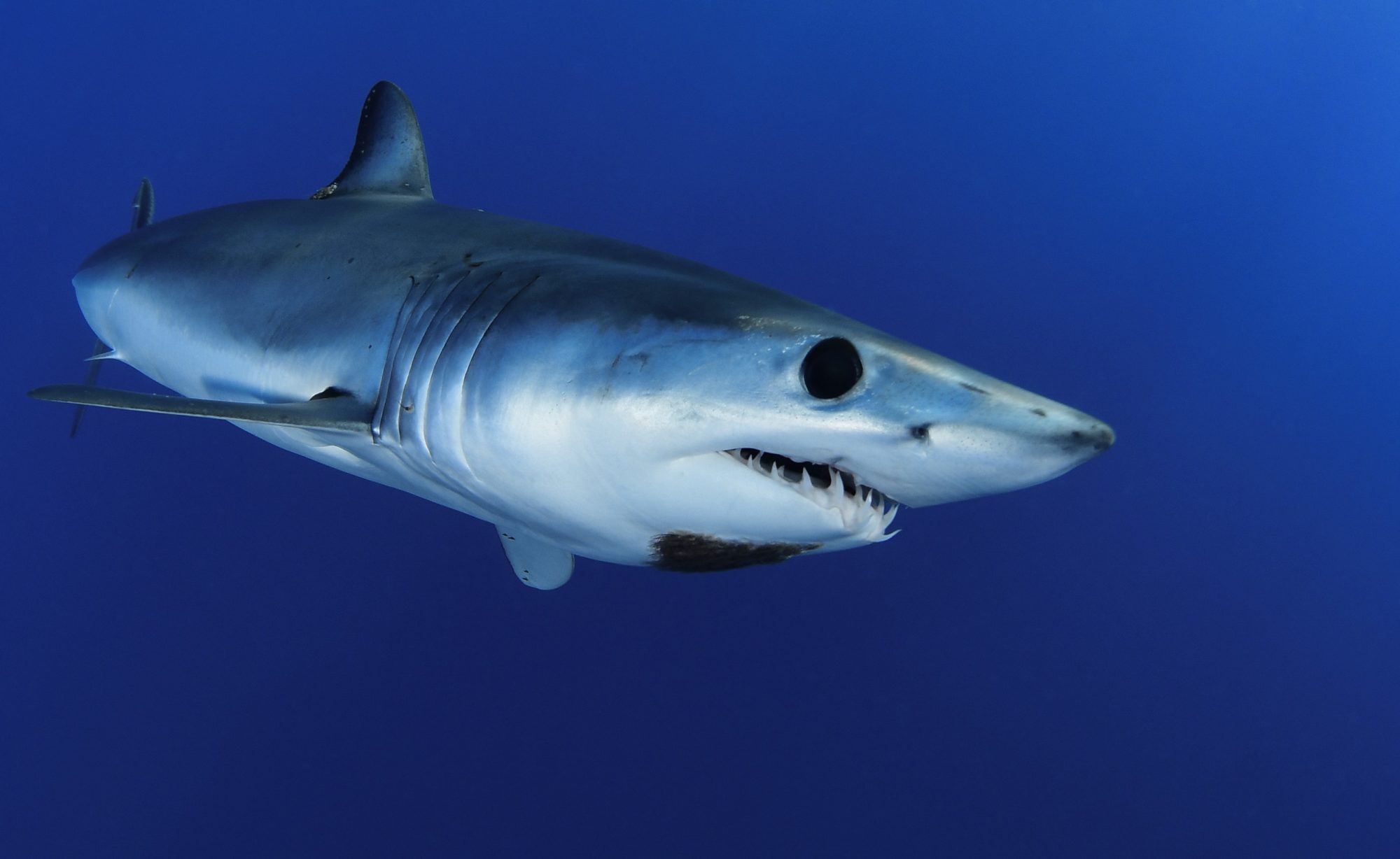 Mako Shark
