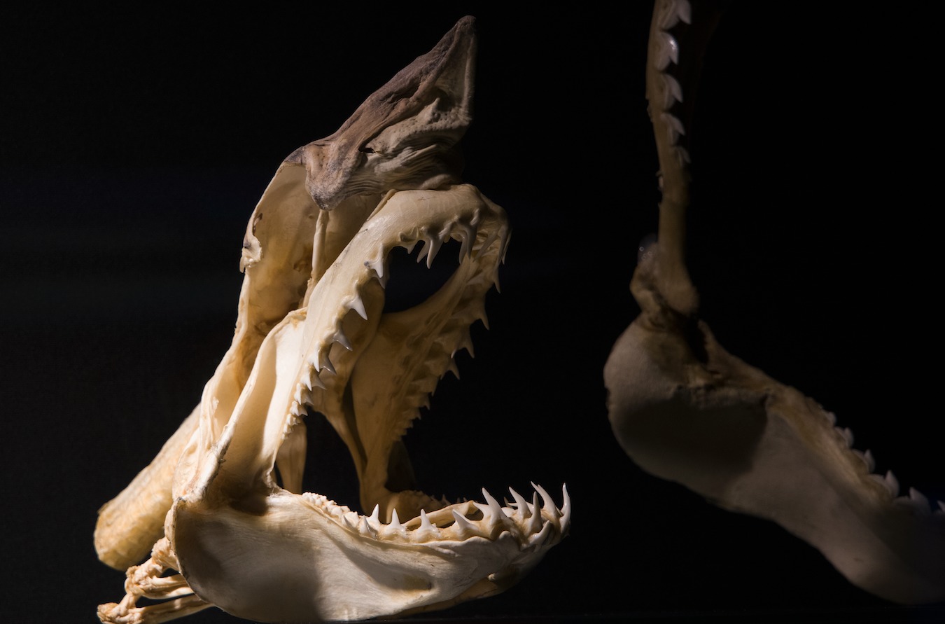 Hai Schädel/Gebiss
