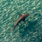 Shark flats sandy bottom