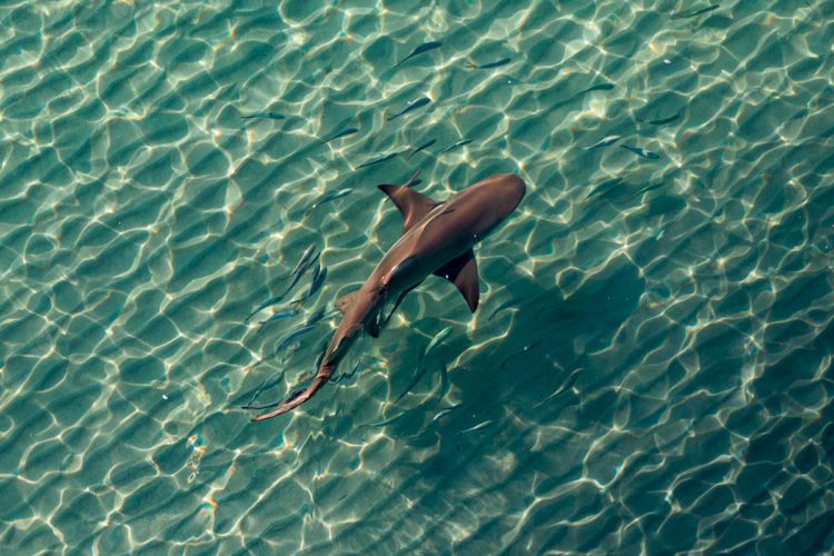 Shark flats sandy bottom