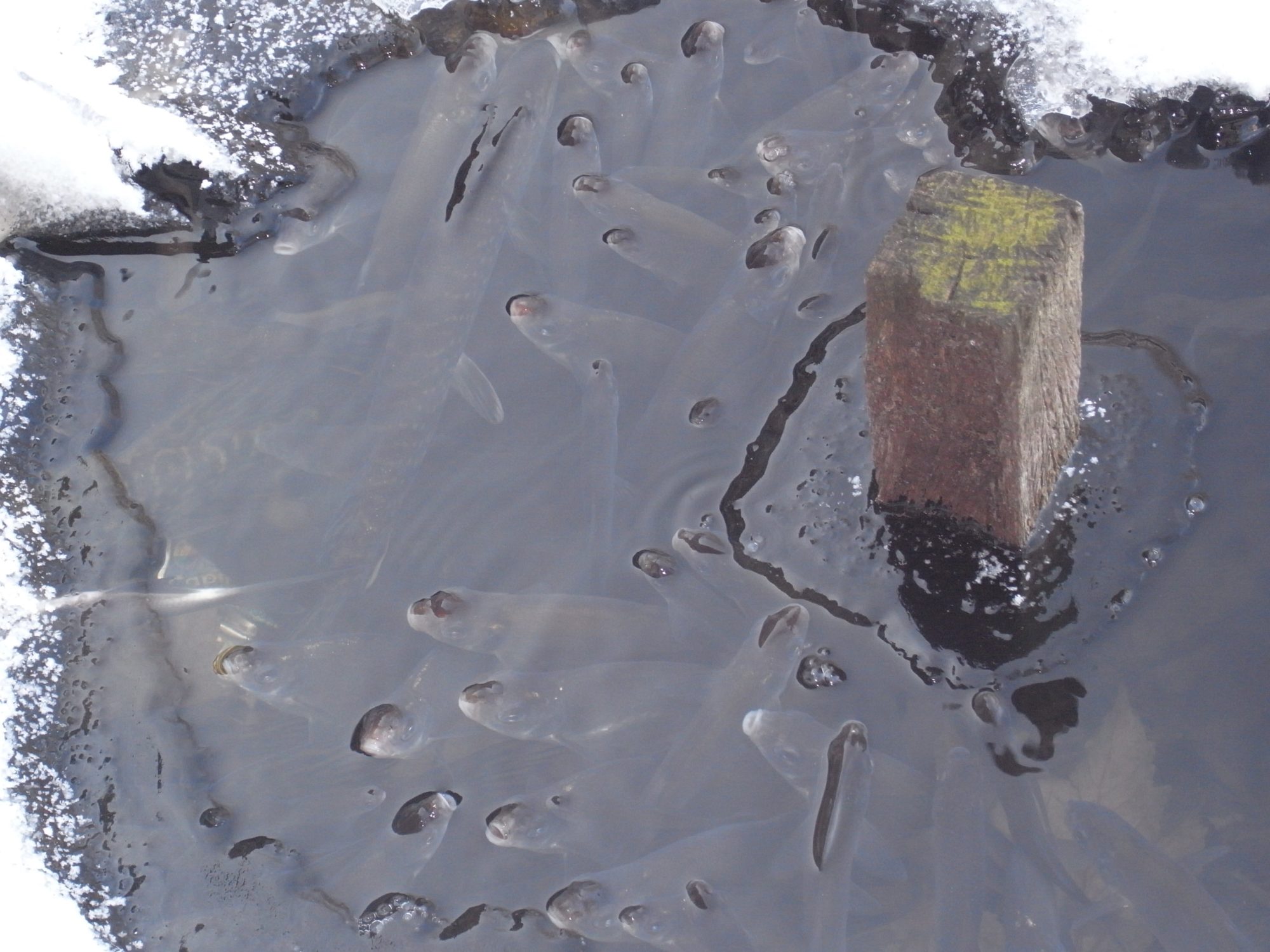 Fische am Atemloch im Eis