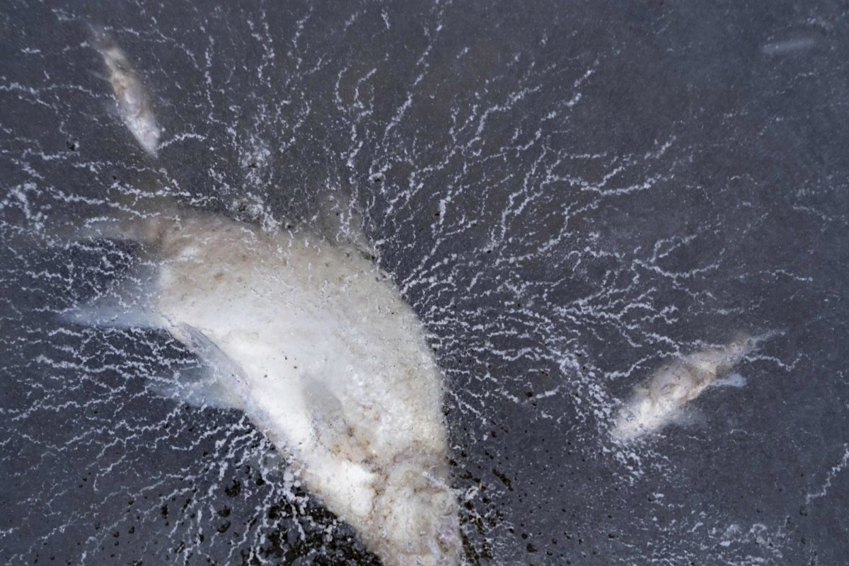 Fische unter Eis Winter