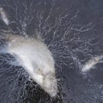 Fische unter Eis Winter