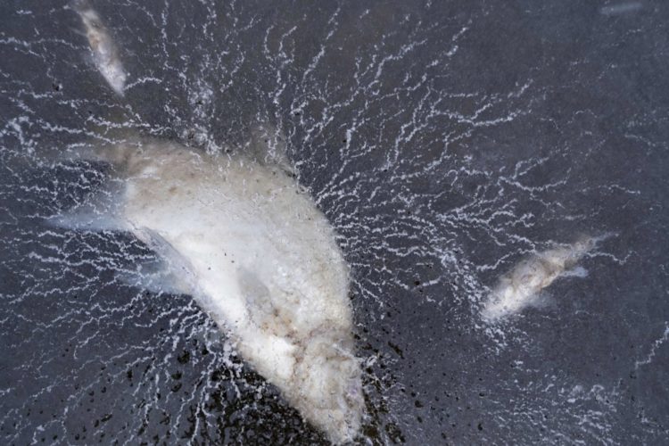 Fische unter Eis Winter