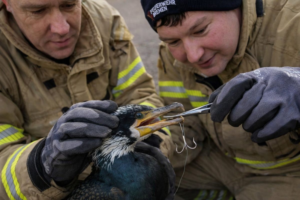 Kormoran Notaufnahme Bremen