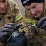 Kormoran Notaufnahme Bremen