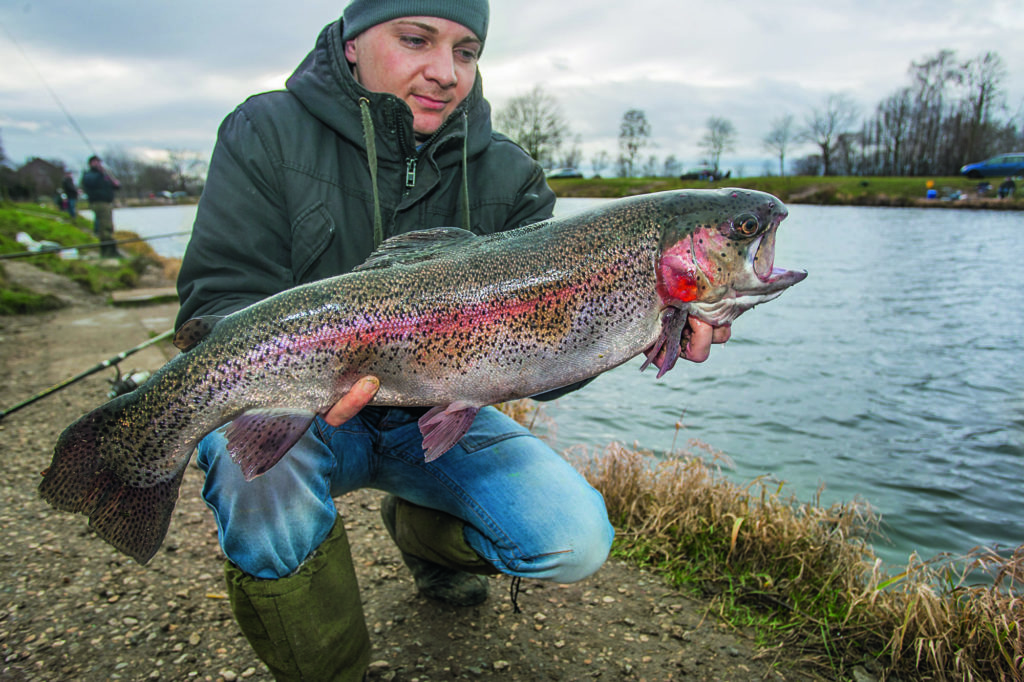 Wegen solchen dicken Lachsforellen kommen viele Angler nach Heisede.