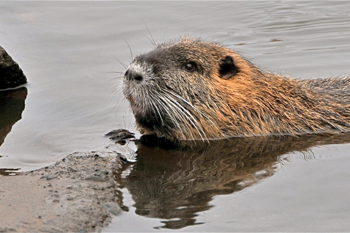 Nutria im Wasser