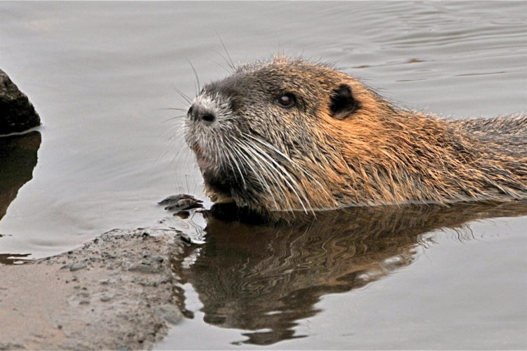 Nutria im Wasser