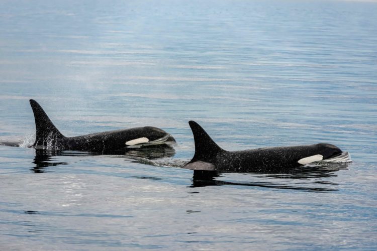 Orcas versenken Segelyacht