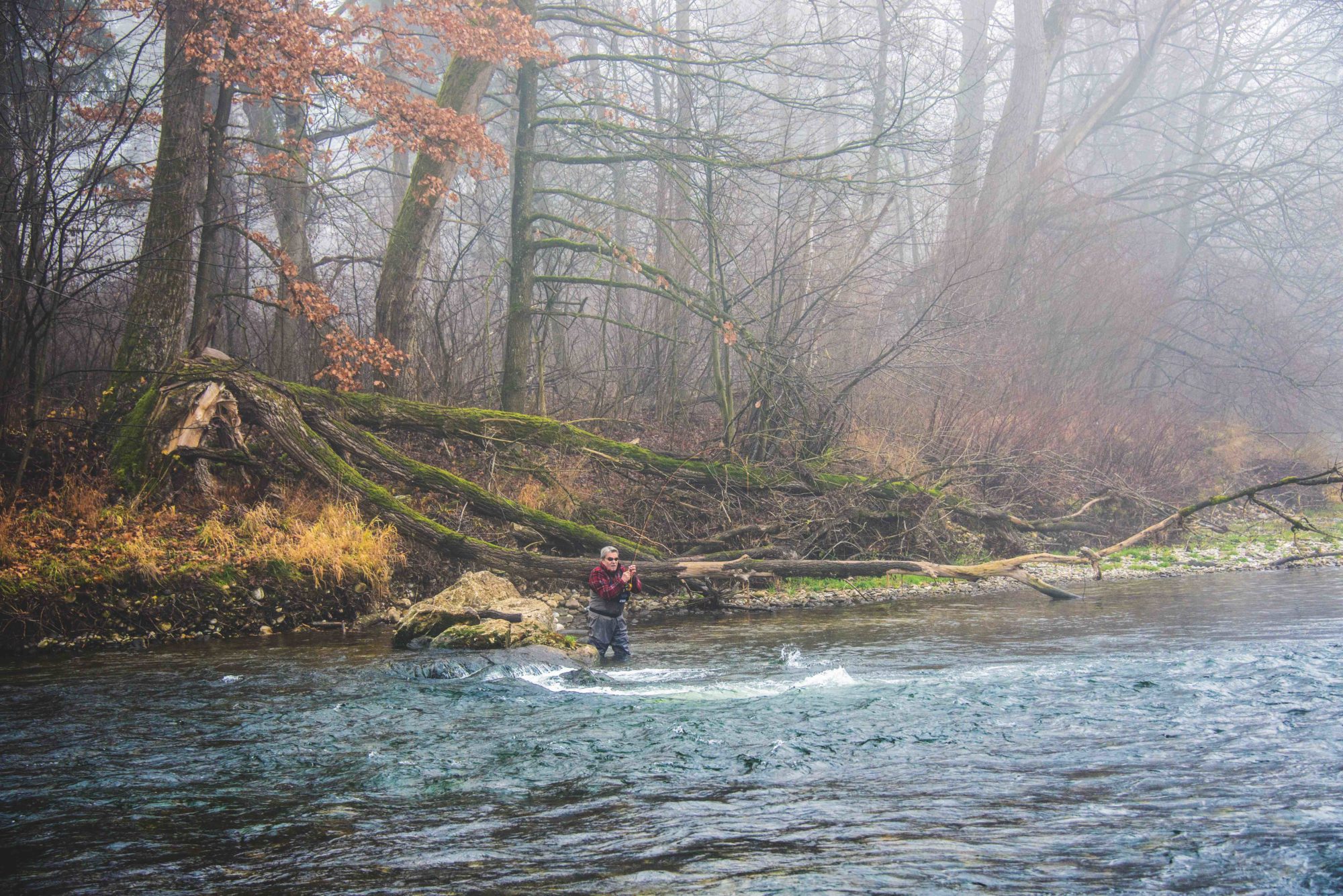 Regenbogenforelle Winter