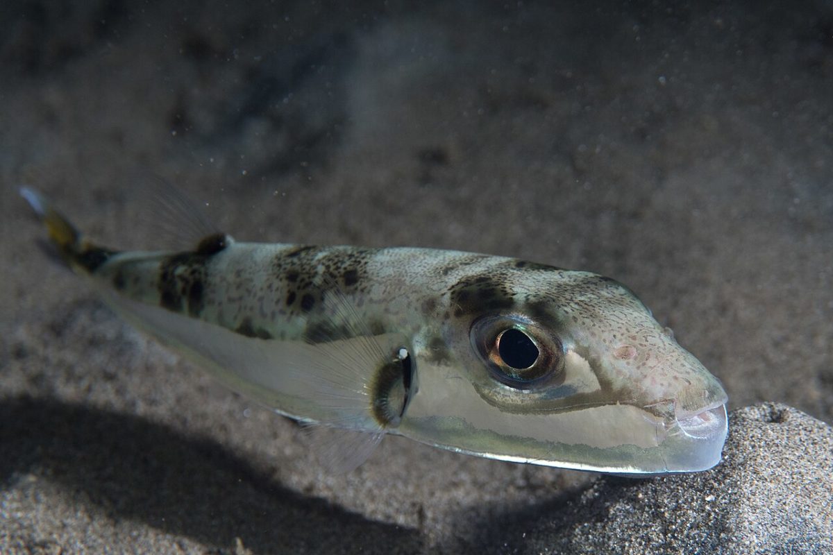 Hasenkopf Kugelfisch