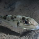 Hasenkopf Kugelfisch