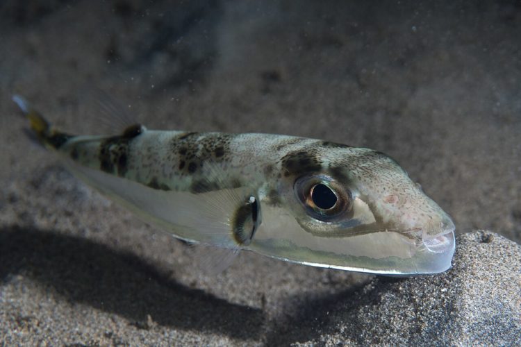 Hasenkopf Kugelfisch