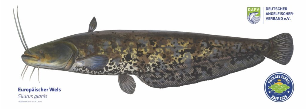 Europaeischer-Wels-Fisch-des-Jahres-2026-DAFV-Shop Poster-Eric-Otten