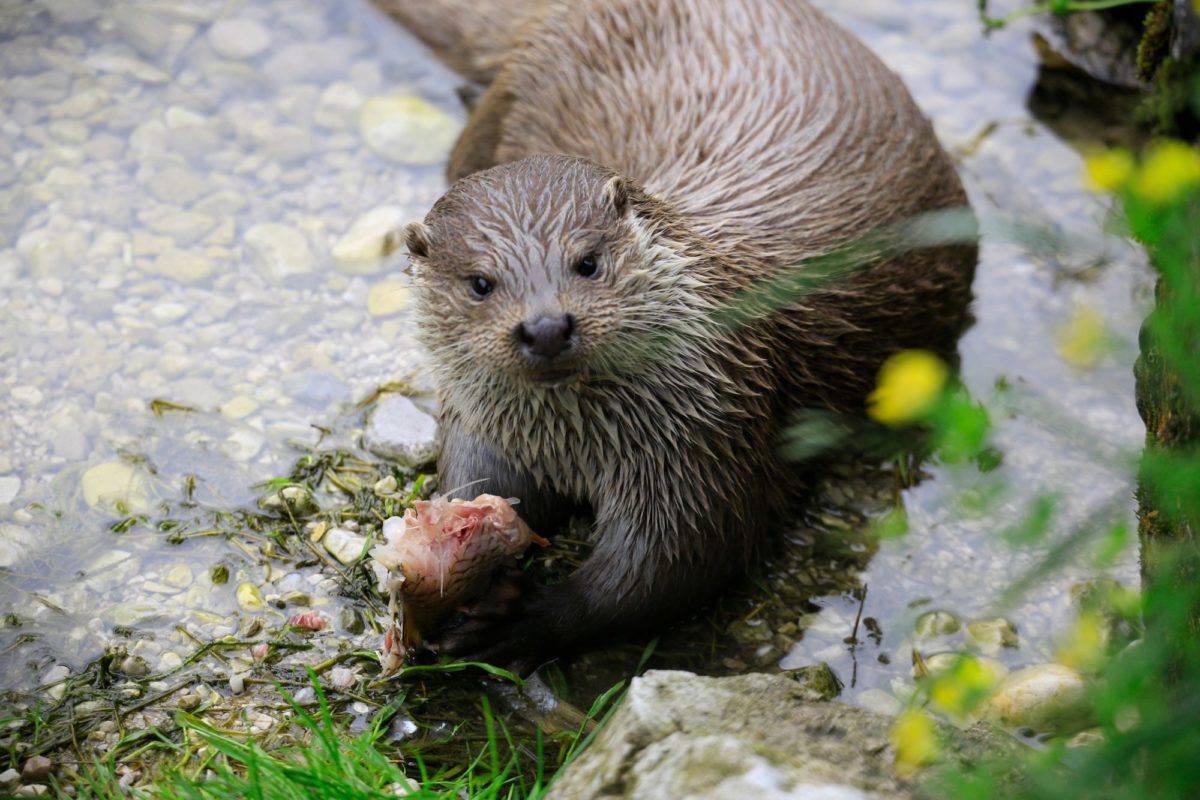 Fischotter Bayern