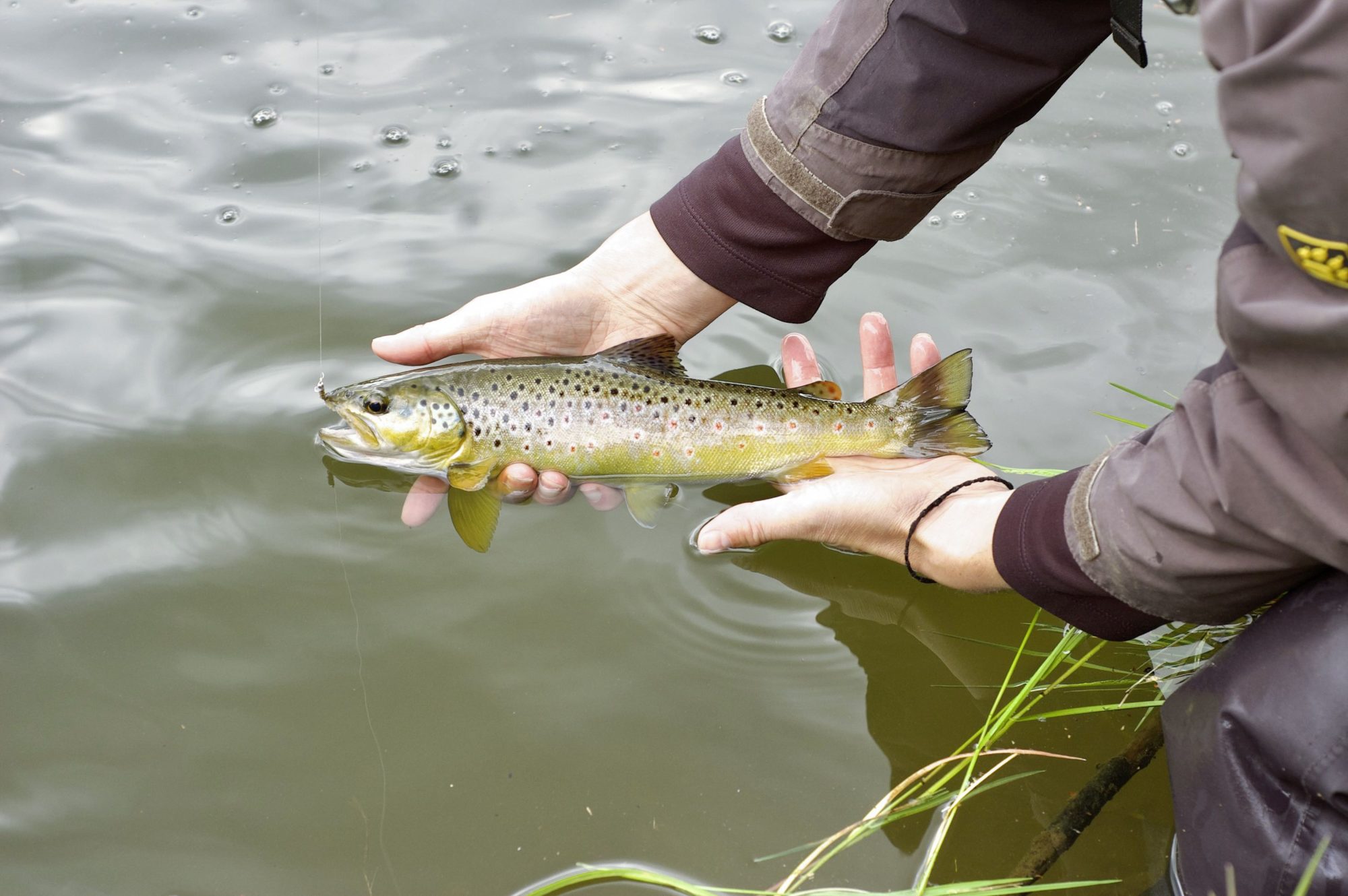 Bachforelle Fliegenfischen Österreich