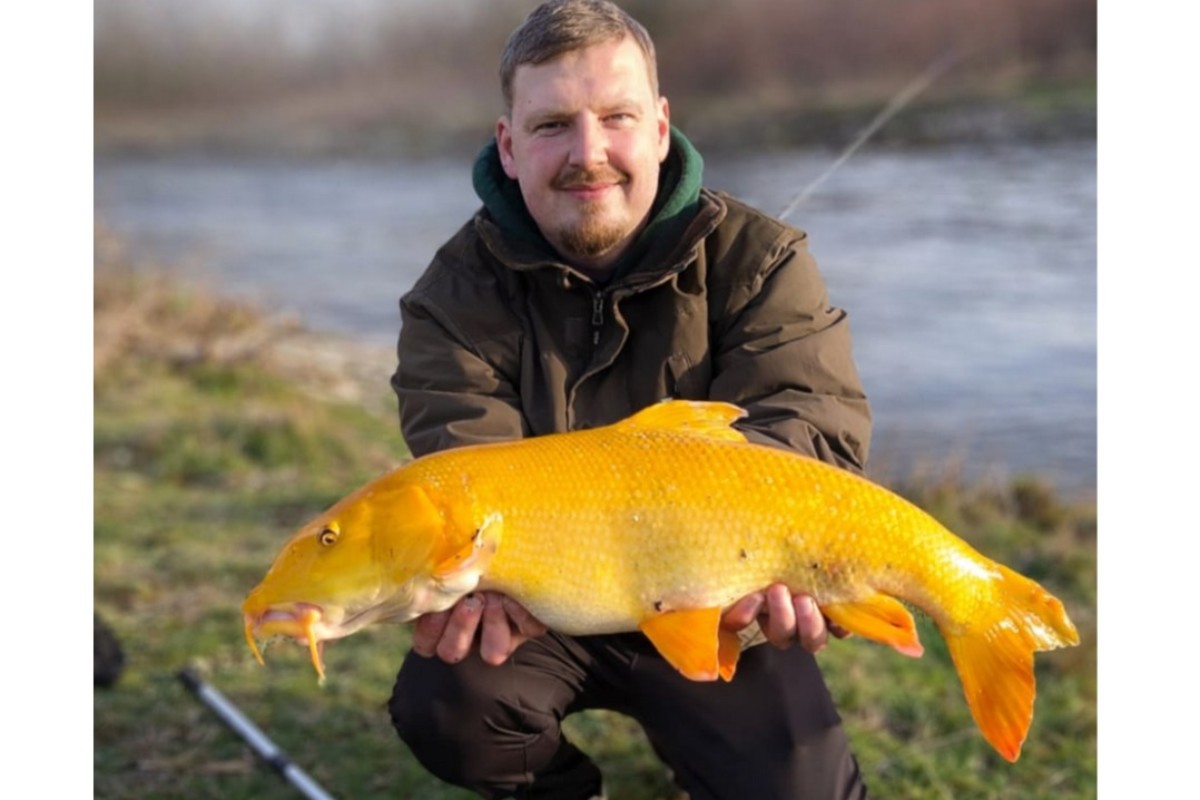 Marco Weber mit seiner goldenen Barbe – 75 cm Kampfkraft aus einem kleinen Fluss.