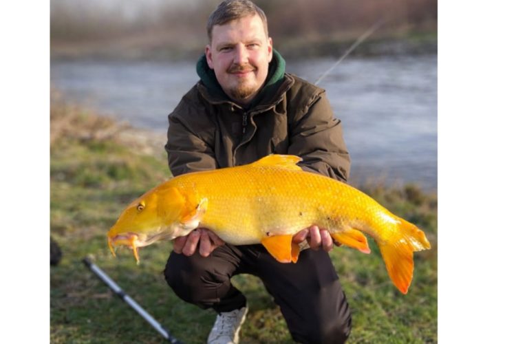 Marco Weber mit seiner goldenen Barbe – 75 cm Kampfkraft aus einem kleinen Fluss.
