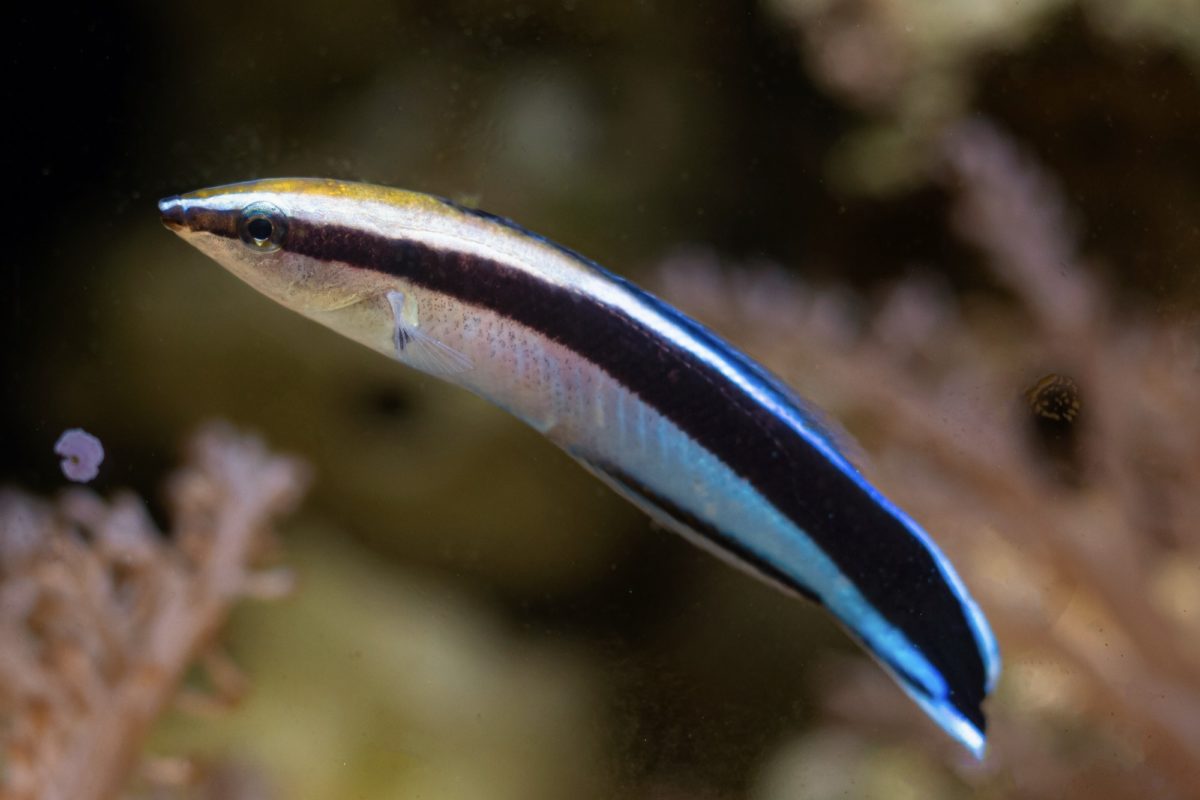 Cleaner Wrasse