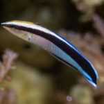 Cleaner Wrasse
