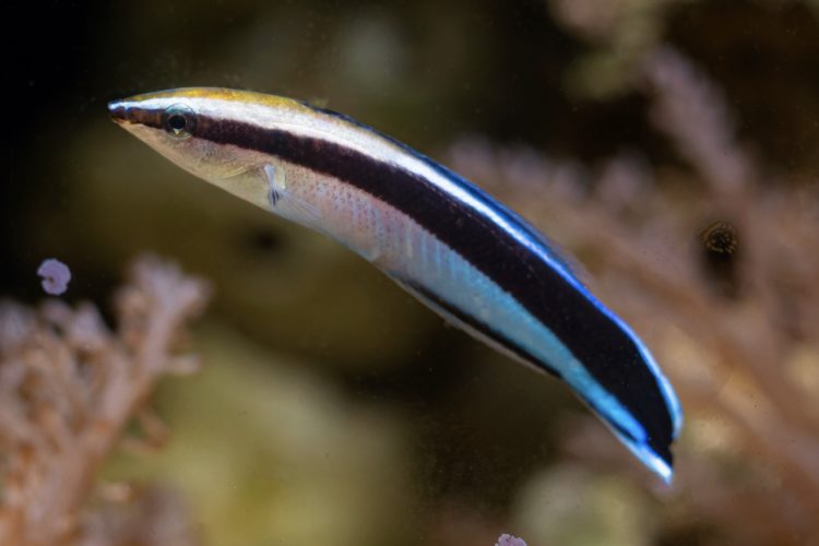 Cleaner Wrasse