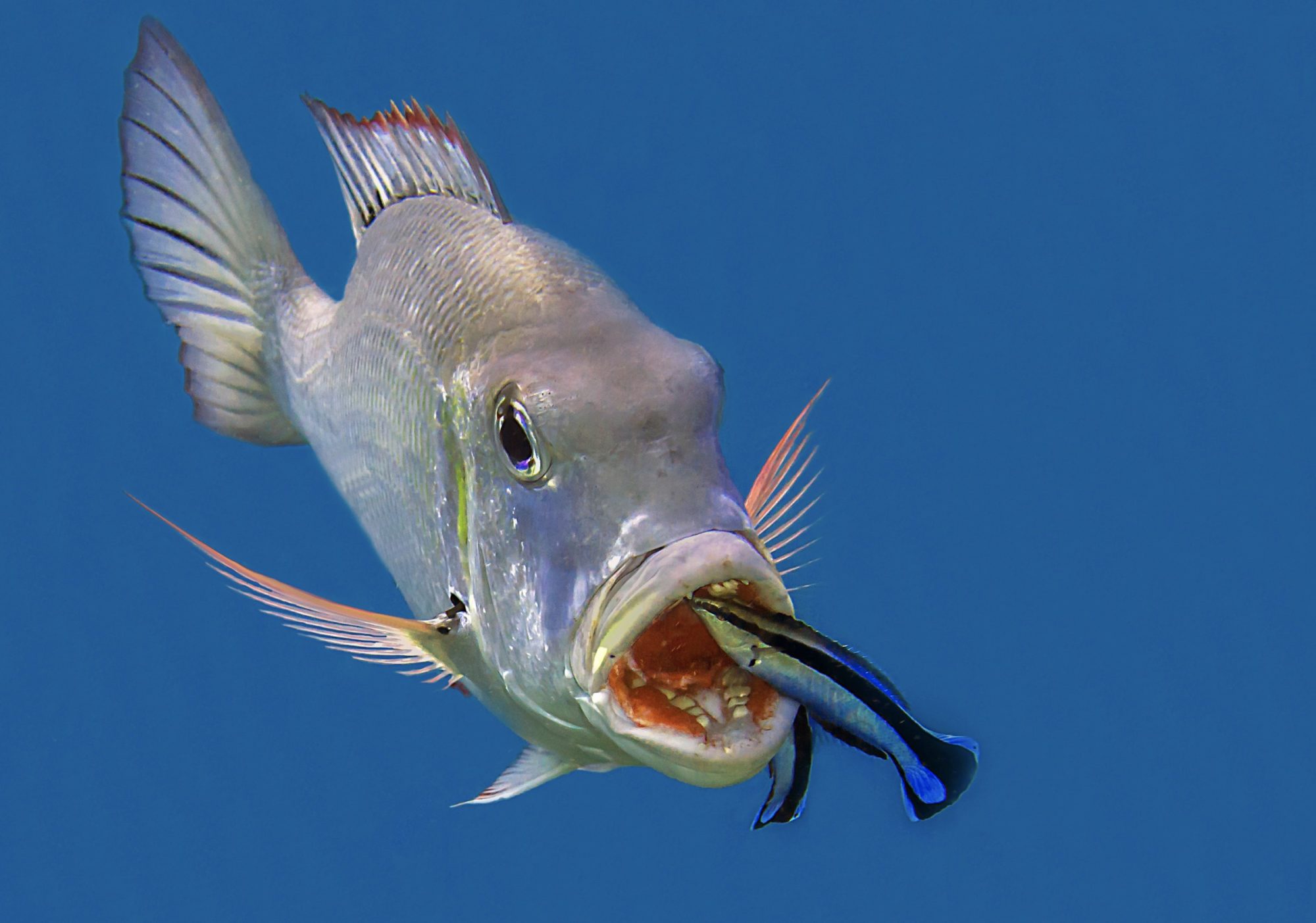 Lippfisch Maul Raubfisch