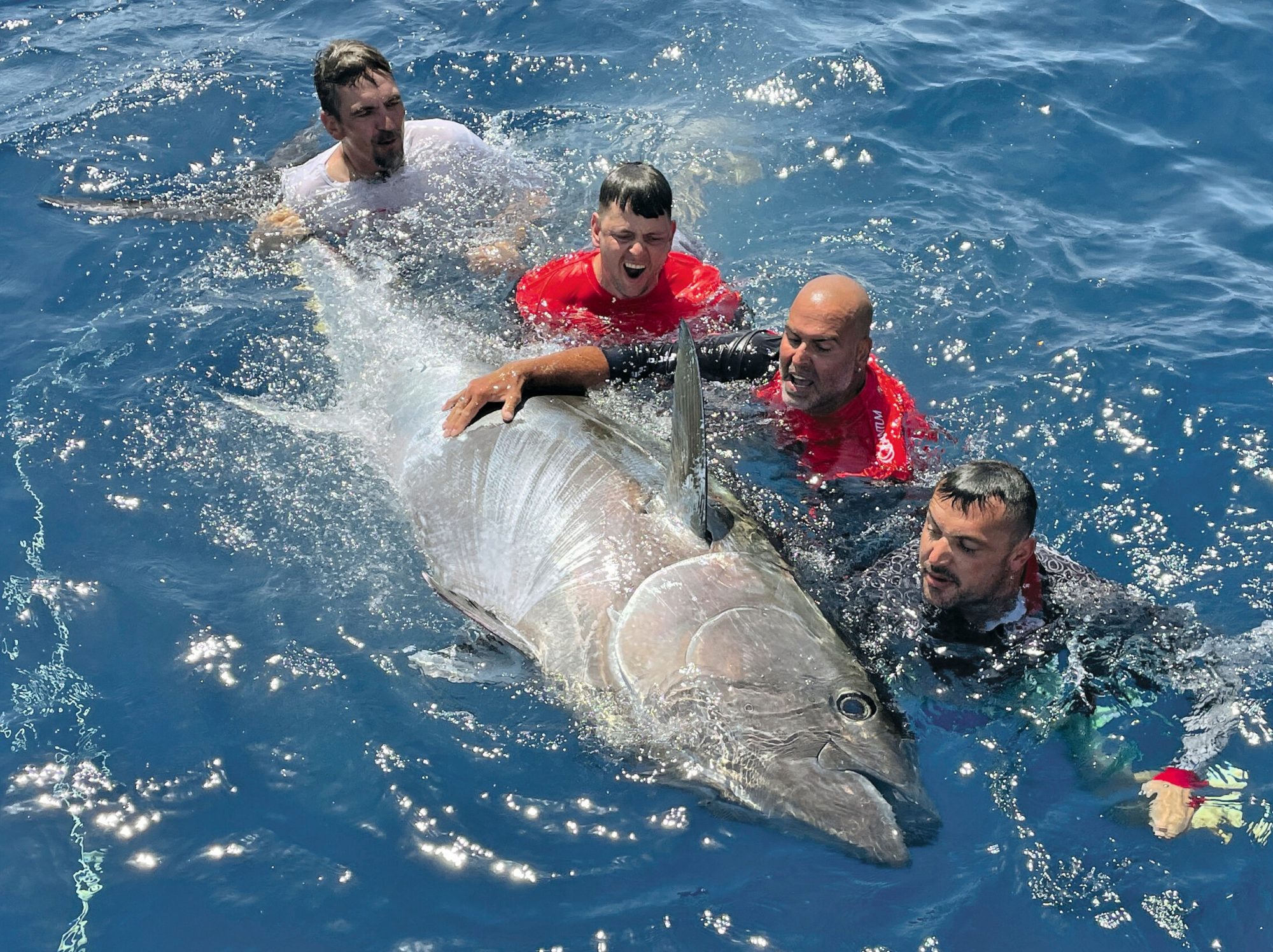 Großer Blauflossenthunfisch