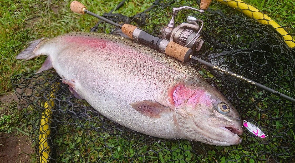 Regenbogenforelle Spoon
