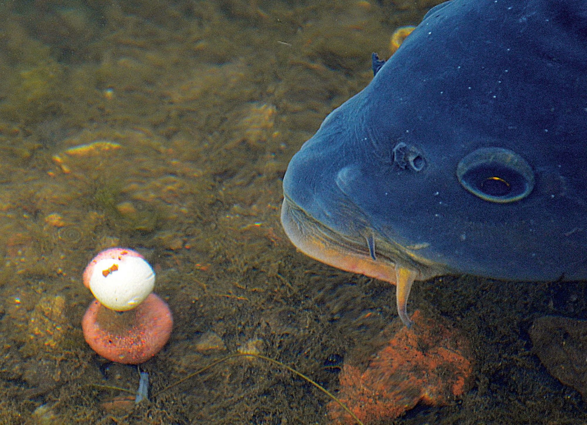 Pop Up Schneemann Biss