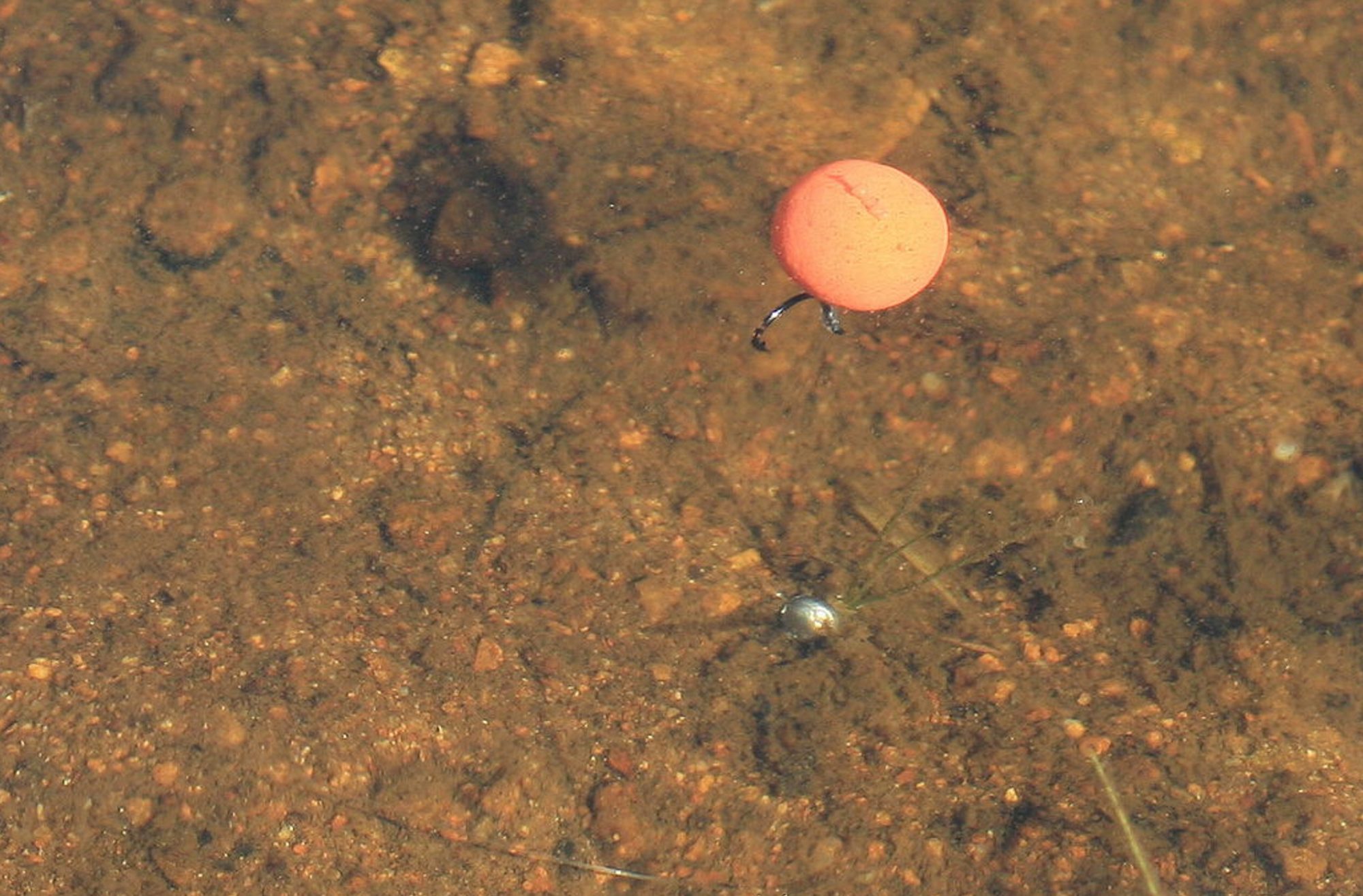 Pop Up im Flachwasser