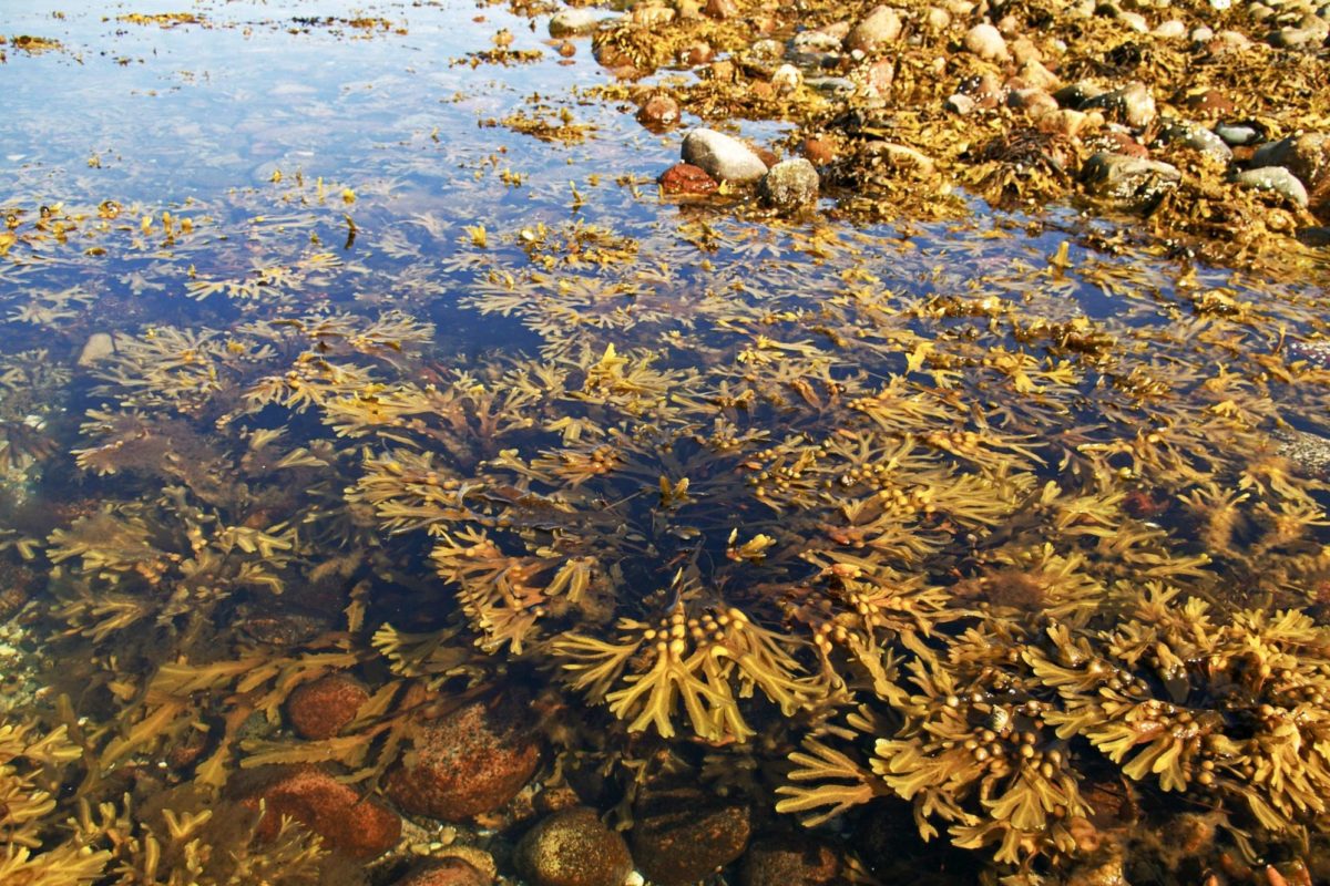 Blasentang Klon Ostsee