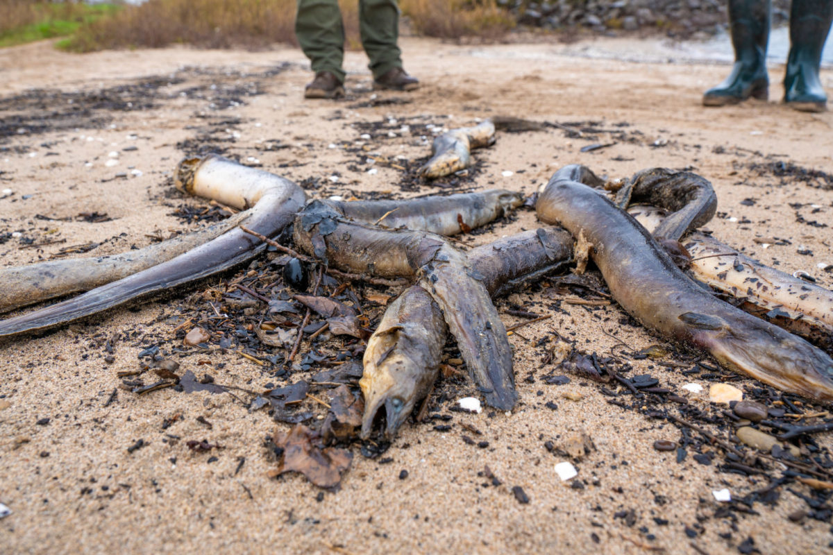 Massensterben am Rhein: Tote Aale werden entlang der Ufer angespült.
