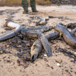 Massensterben am Rhein: Tote Aale werden entlang der Ufer angespült.