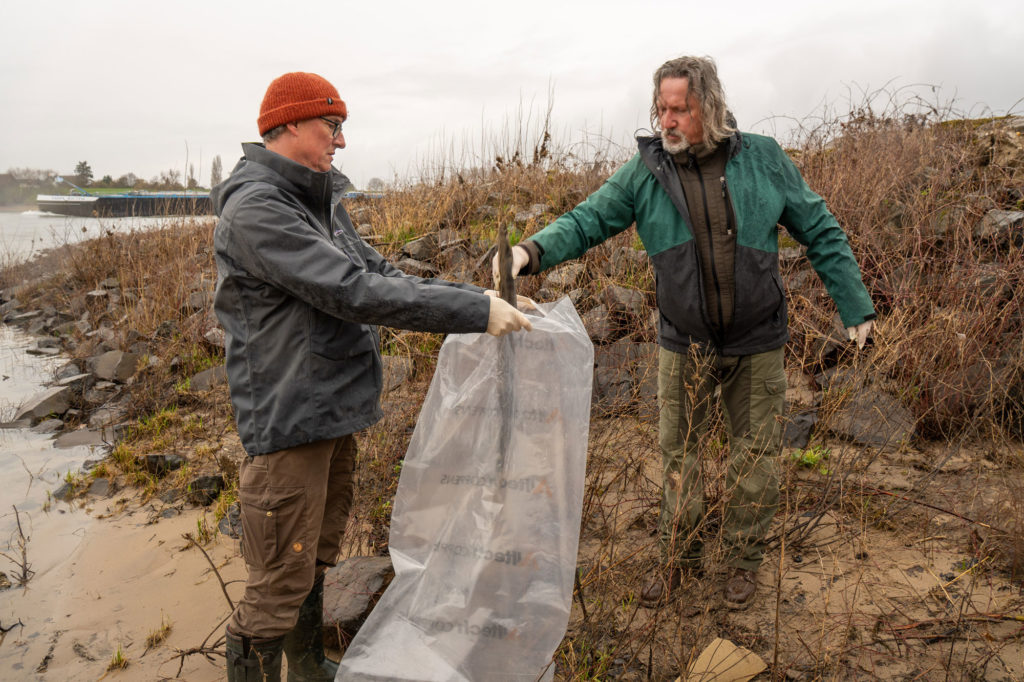 Entlang des Rheins werden tote Aale geborgen