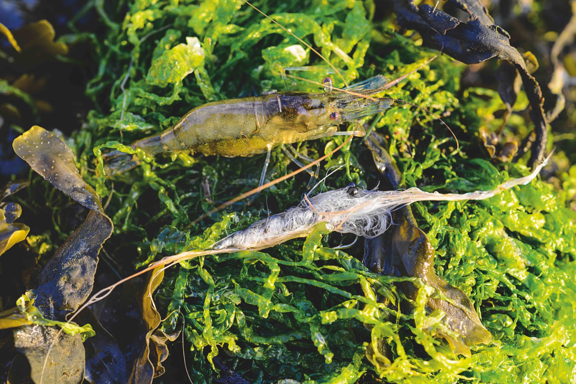 Garnele Fliegenfischen