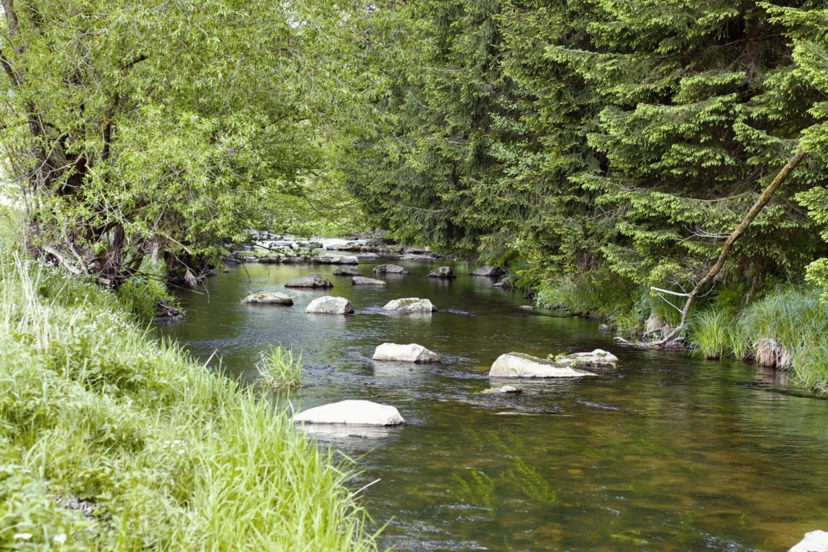 Fliegenfischen in Österreich